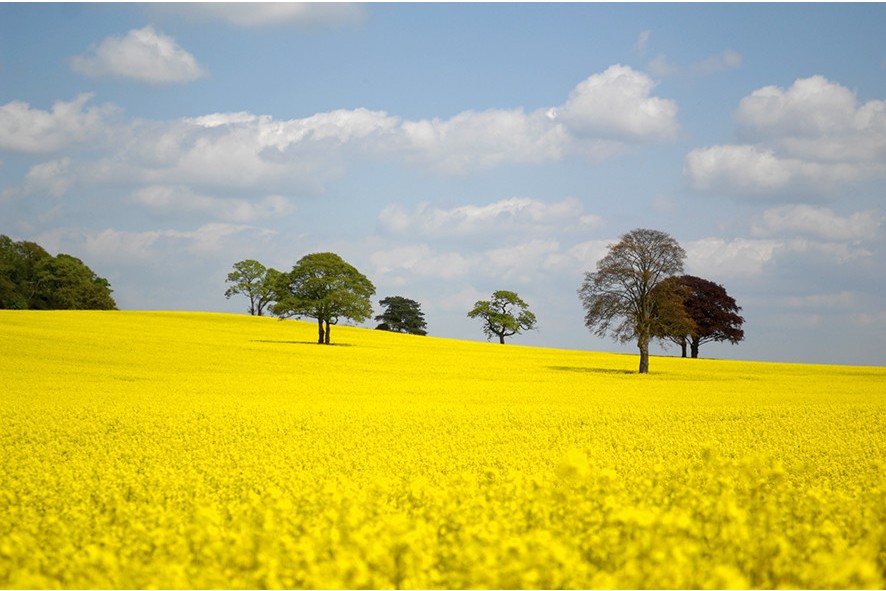  rape field